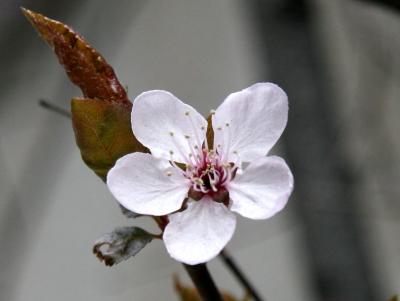 First Cherry Tree Blossom