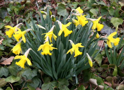 Daffodils in a Bed of Ivy