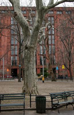 London Plane Tree & NYU Library