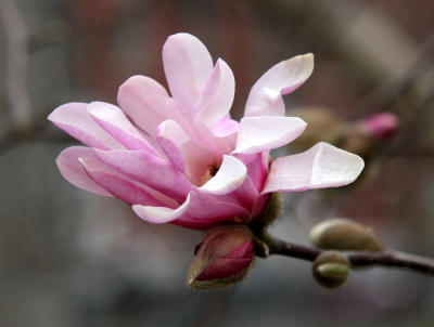 First Magnolia Blossom of the Season