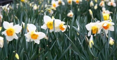 Daffodils 2006