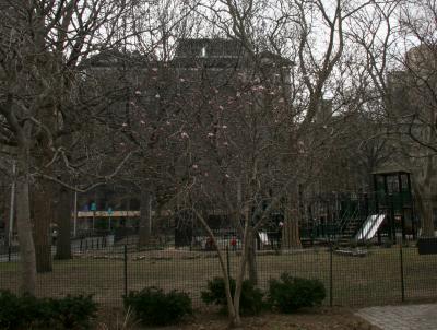 Tulip Tree & Playground - East View