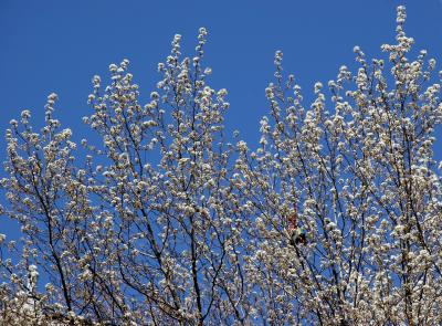Spring's in the Air - Flowering Pear Tree