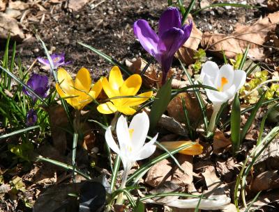 Crocuses