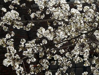 Pear Tree Blossoms