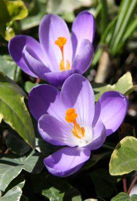 Crocuses