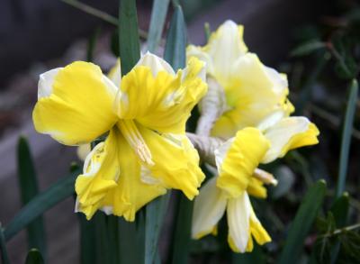 Daffodils