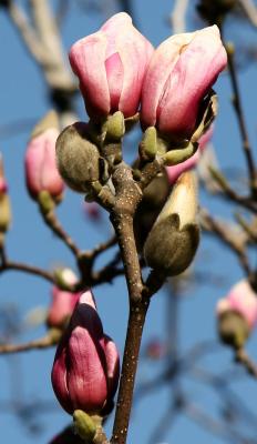 Grace Church - Tulip Tree Blossoms