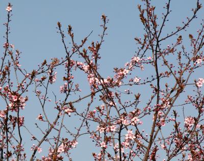 Cherry Blossom Buds