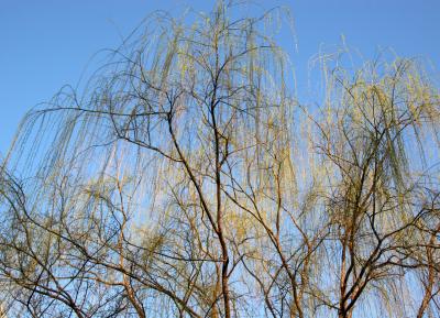 Willow Tree Buds