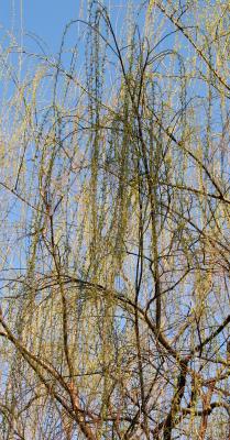 Willow Tree Buds