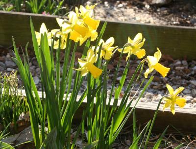 Daffodils