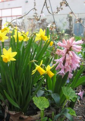 Daffodils & Pink Hyacinth