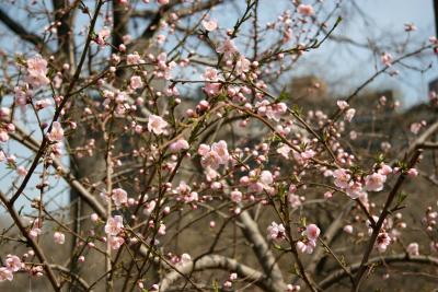 Plum Tree Blossoms