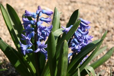 Hyacinths