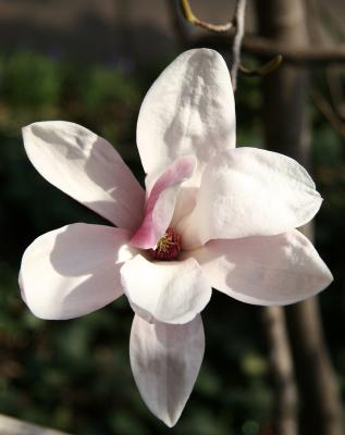 Tulip Tree Blossom