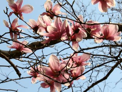 Tulip Tree Blossoms