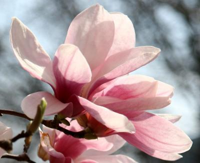 Tulip Tree Blossom