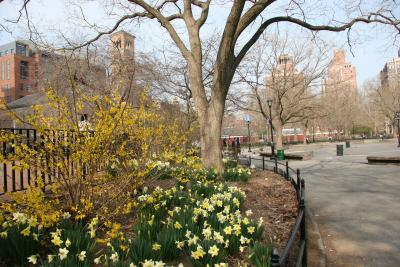 Forsythia & Daffodil Garden