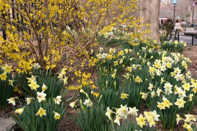 Forsythia & Daffodil Garden