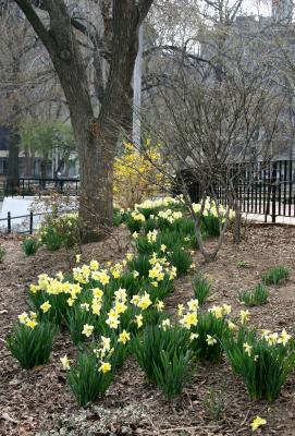 Forsythia & Daffodil Garden