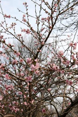 Plum Tree Blossoms