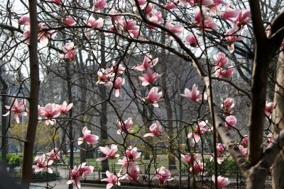 Tulip Tree Blossoms