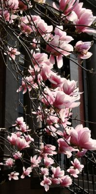 Tulip Tree Blossoms