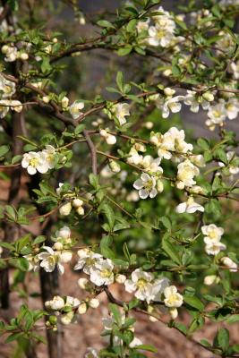 Quince or Chaenomeles speciosa