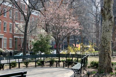 Cherry Tree & Forsythia