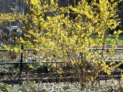 Forsythia