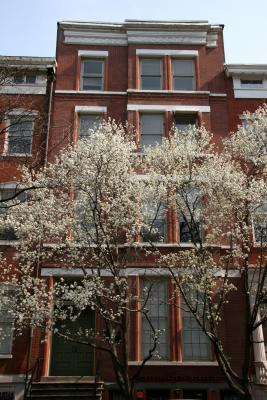 Pear Tree Blossoms at NYU School of Social Work