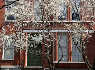 Pear Tree Blossoms at NYU School of Social Work