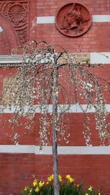 Prunus Tree & Daffodils at NYU Galleries