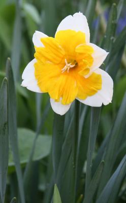 Daffodil