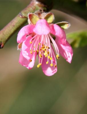 Peach Tree Blossom