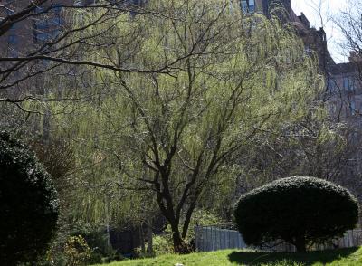 Willow Tree