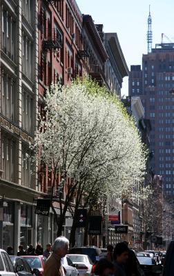 Pear Trees