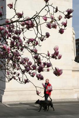 Magnolia Blossoms at the Arch