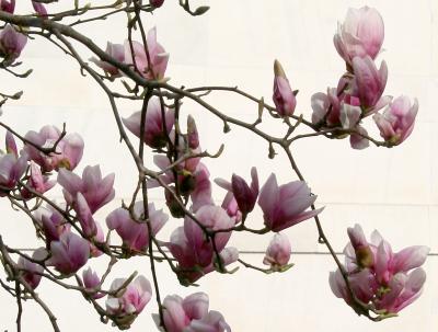 Magnolia Blossoms at the Arch