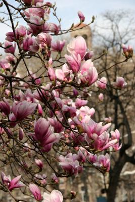 Tulip Tree or Magnolia Blossoms