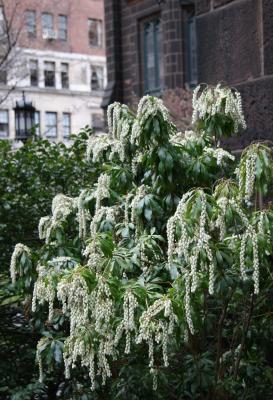 Pieris japonica ''white cascade'' - Presbyterian Church Garden