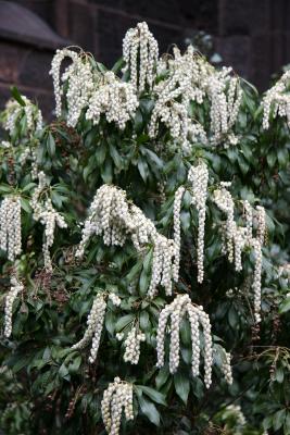 Pieris japonica white cascade - Presbyterian Church Garden