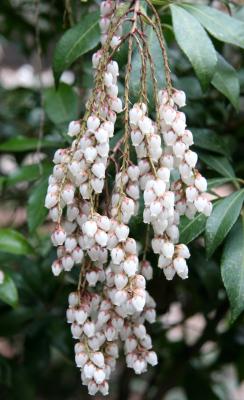 Pieris japonica ''white cascade'' - Presbyterian Church Garden