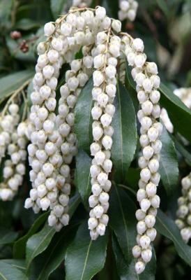 Pieris japonica ''white cascade'' - Presbyterian Church Garden