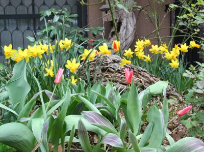 Daffodils & Tulips at the Foot of a Wisteria Vine