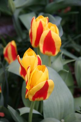 Tulips