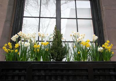 Daffodil Flower Box