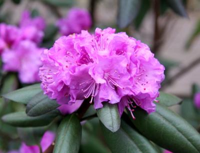 Early Rhododendron Blossom