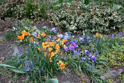 Pansies & Grape Hyacinths